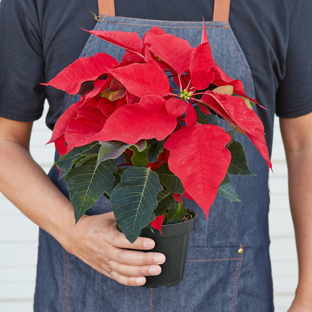 Poinsettia 'Red' - Casey & Company