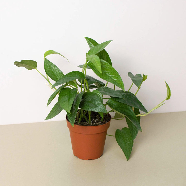 Pothos 'Cebu Blue' - Casey & Company