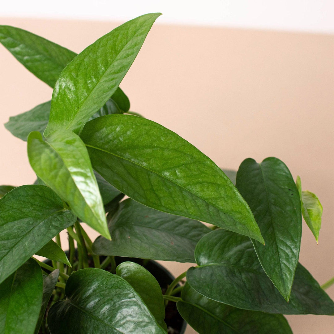 Pothos 'Cebu Blue' - Casey & Company