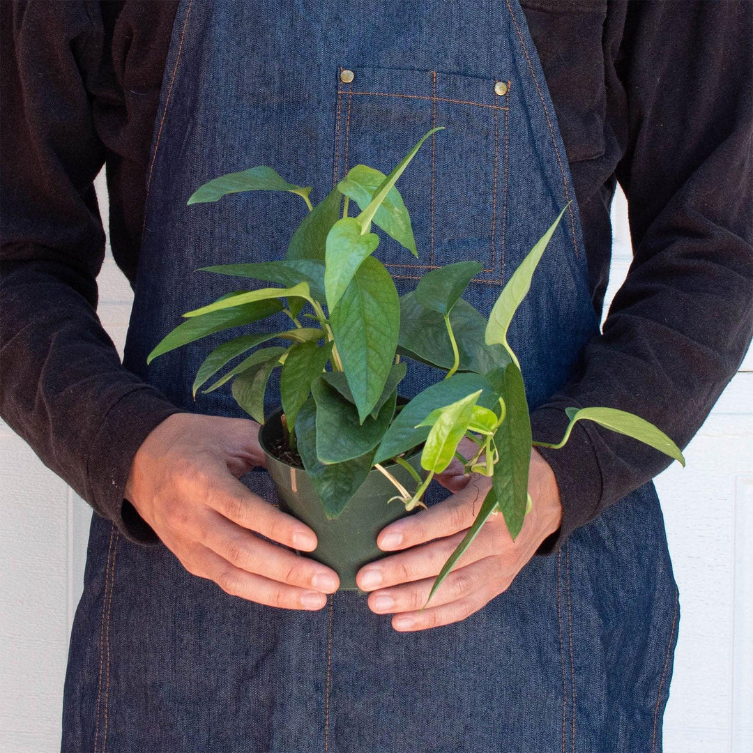 Pothos 'Cebu Blue' - Casey & Company