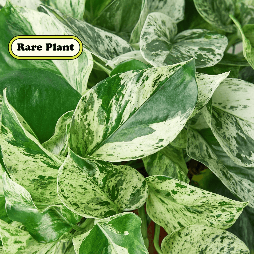 Pothos 'Marble Queen' Cuttings (5 Pack) - Casey & Company