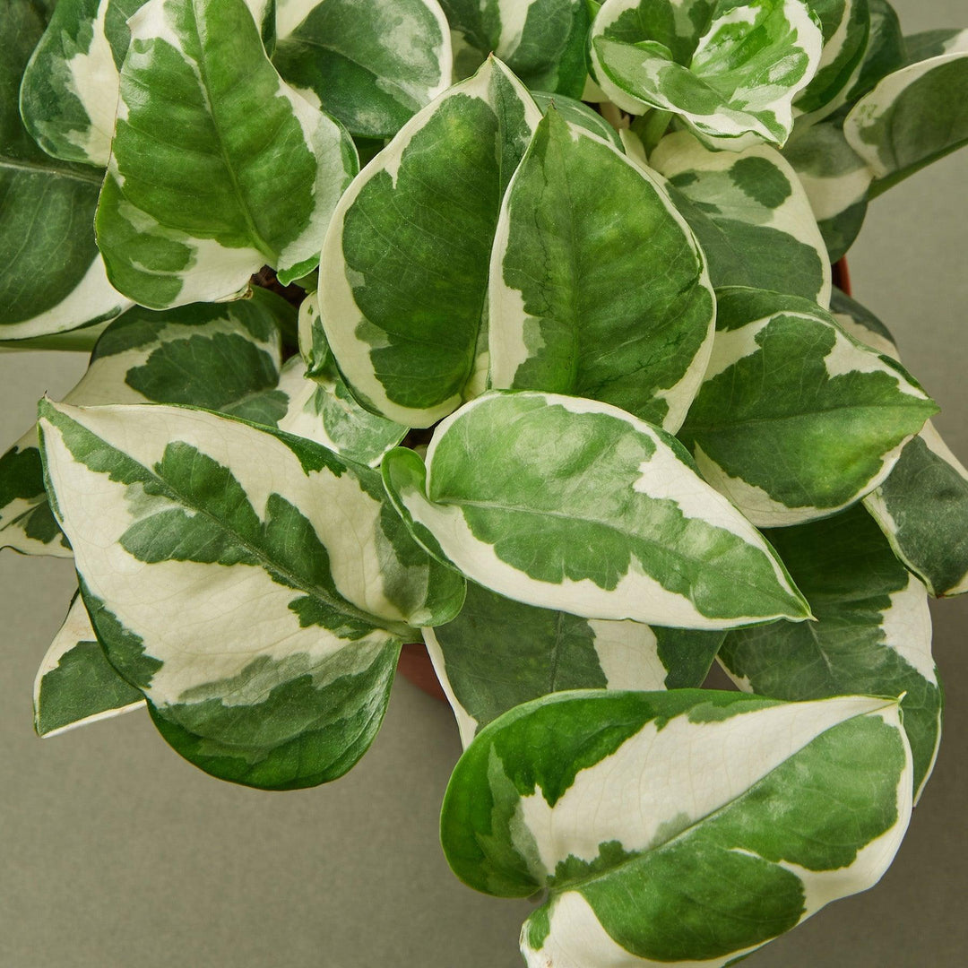 Pothos 'N'joy' Cuttings (5 Pack) - Casey & Company