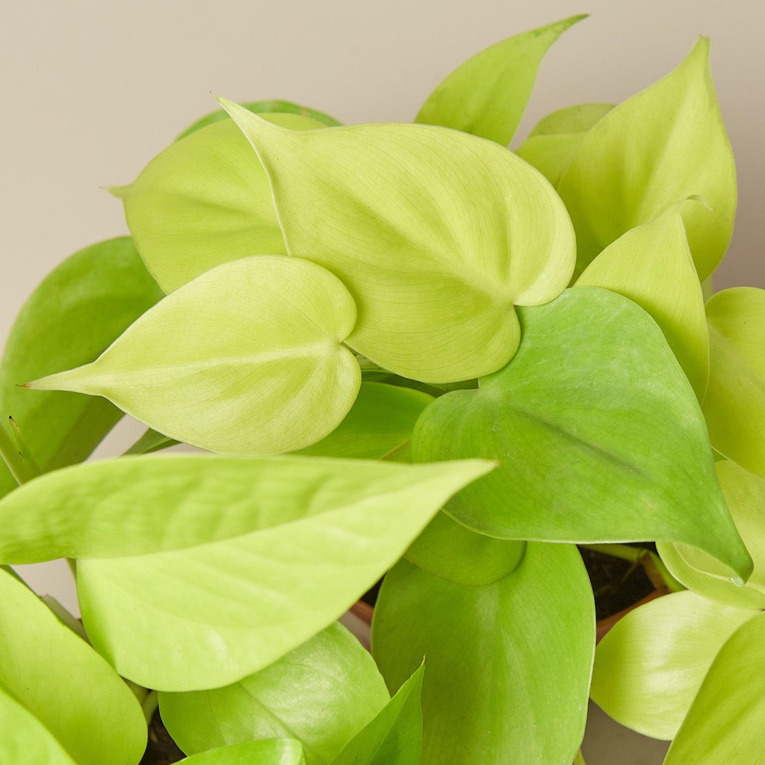 Pothos 'Neon' Cuttings (5 Pack) - Casey & Company