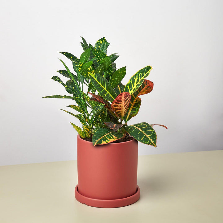 Pre-Potted Crotons Gift Arrangement - Casey & Company