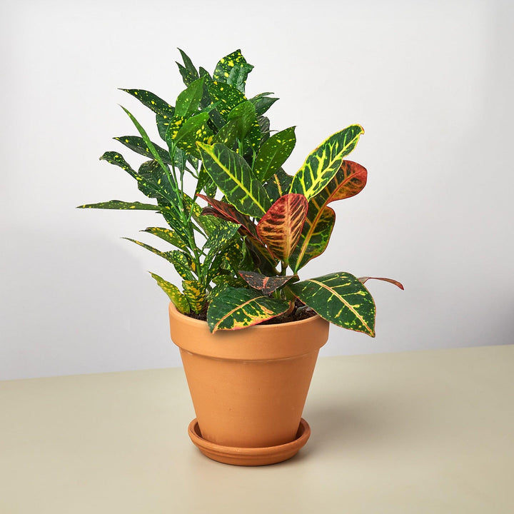 Pre-Potted Crotons Gift Arrangement - Casey & Company