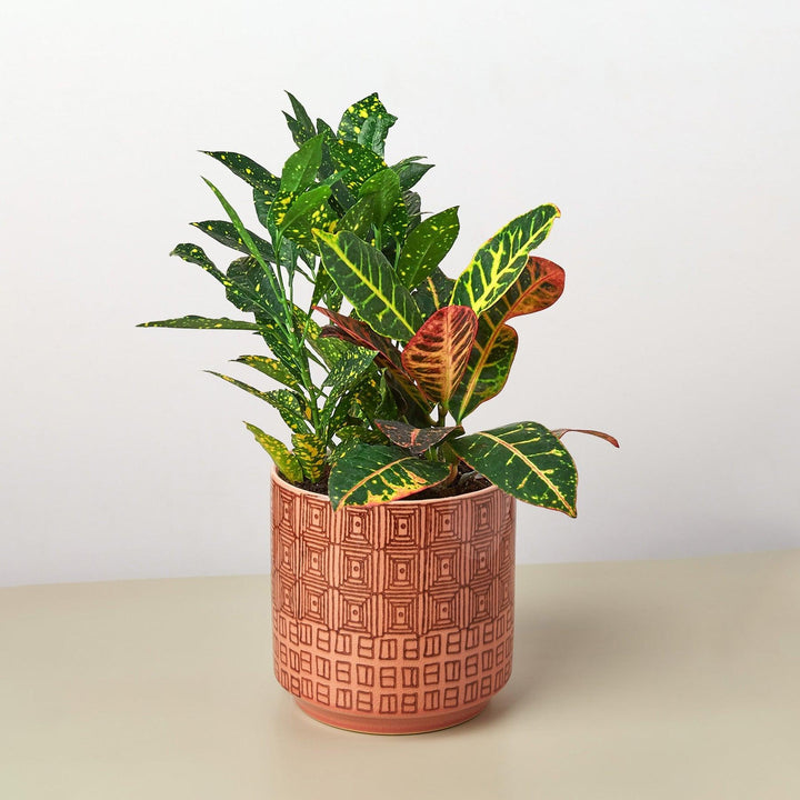 Pre-Potted Crotons Gift Arrangement - Casey & Company