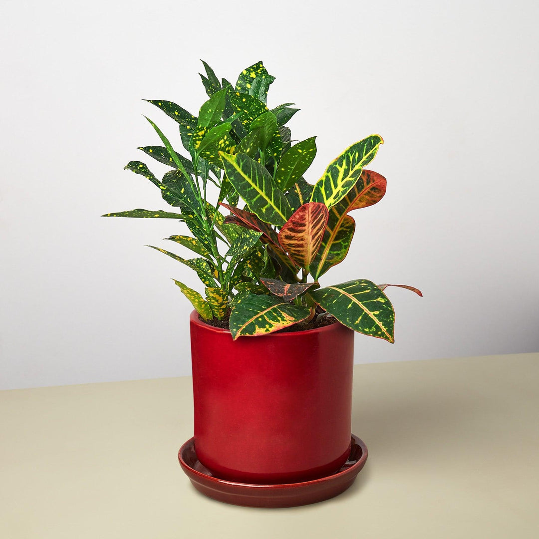 Pre-Potted Crotons Gift Arrangement - Casey & Company