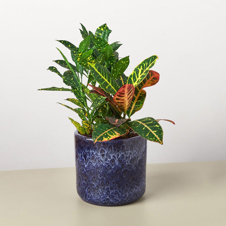 Pre-Potted Crotons Gift Arrangement - Casey & Company