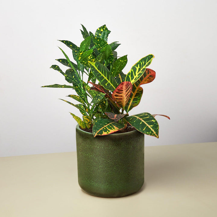 Pre-Potted Crotons Gift Arrangement - Casey & Company