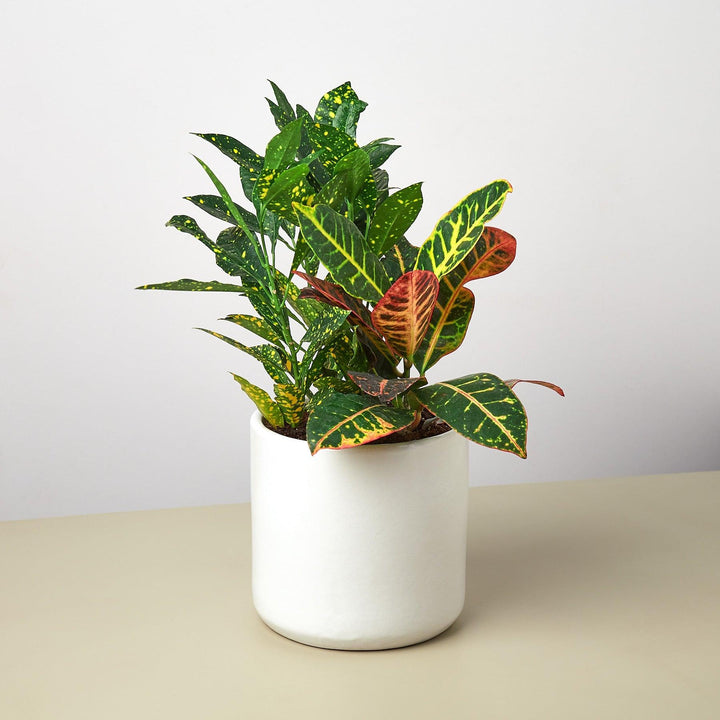 Pre-Potted Crotons Gift Arrangement - Casey & Company