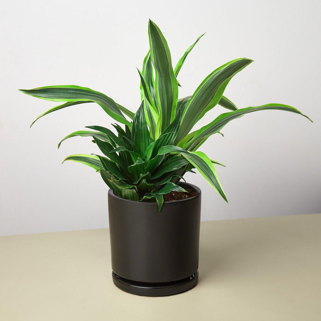 Pre-Potted Dracaenas Gift Arrangement - Casey & Company