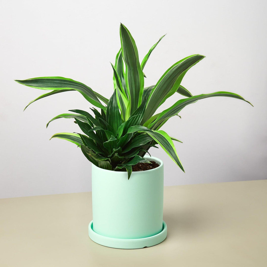 pre potted indoor plants Pre-Potted Dracaenas Gift Arrangement – Casey & Company