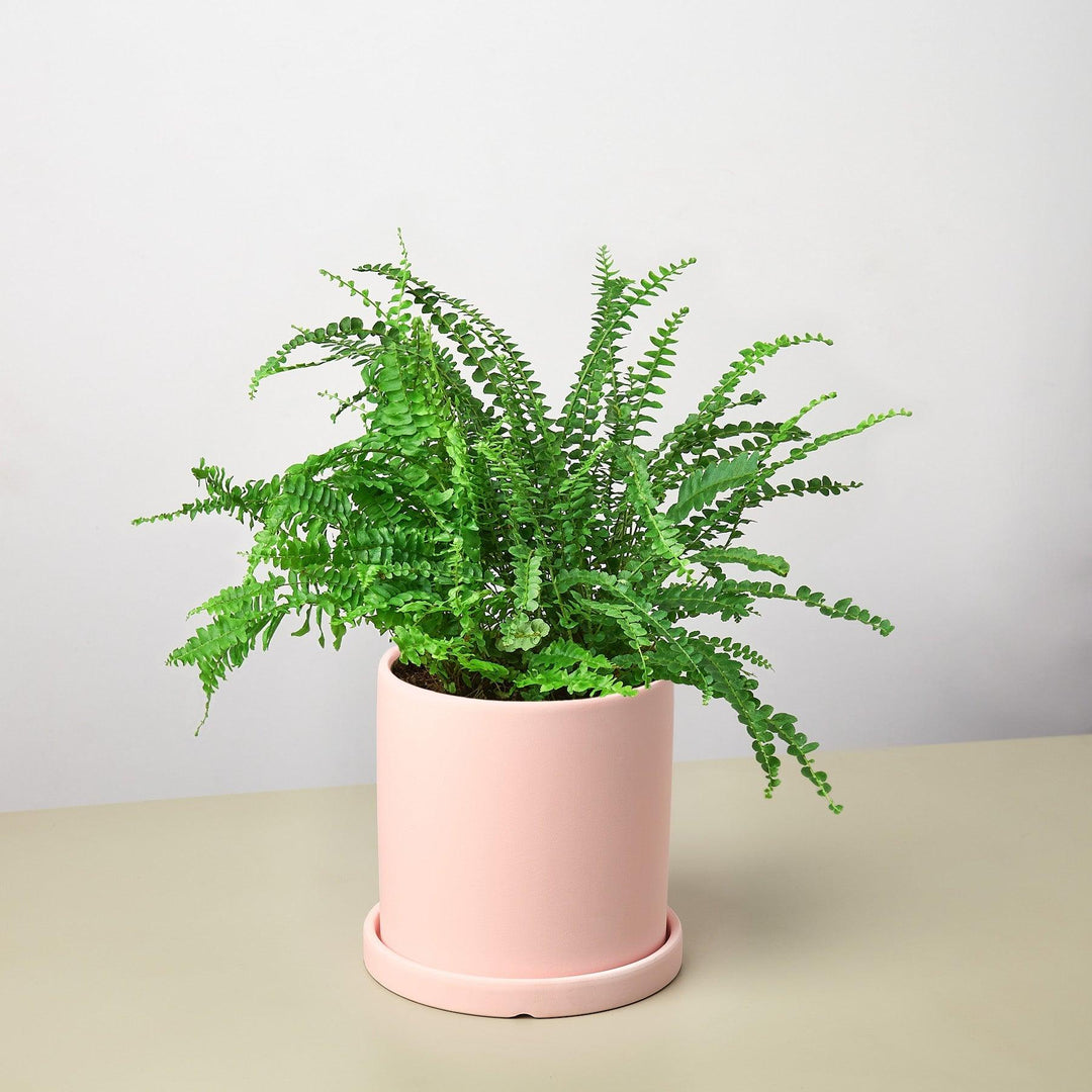 Pre-Potted Ferns Gift Arrangement - Casey & Company