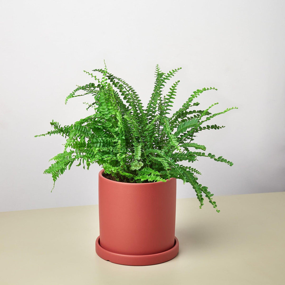 Pre-Potted Ferns Gift Arrangement - Casey & Company