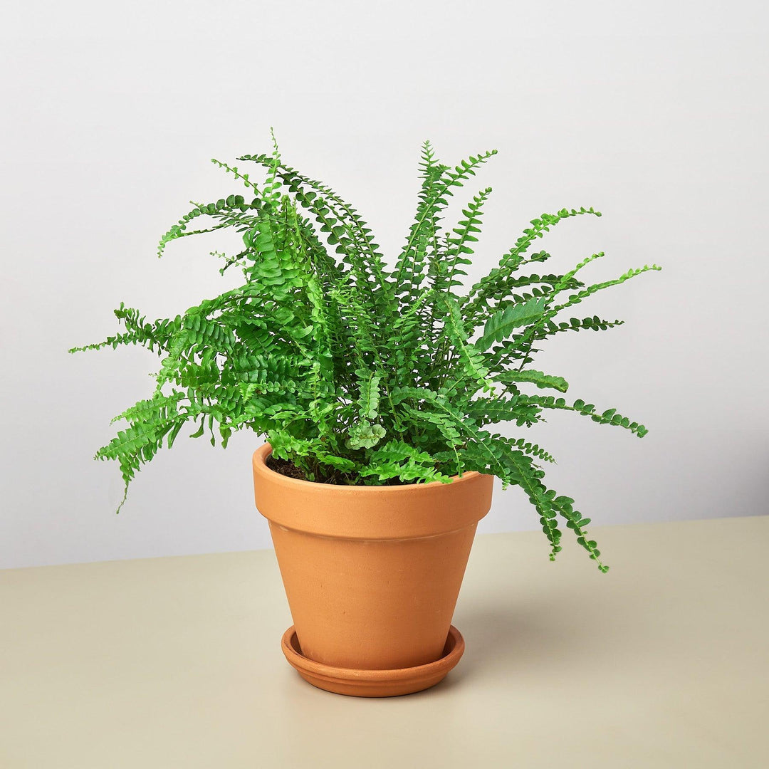 Pre-Potted Ferns Gift Arrangement - Casey & Company