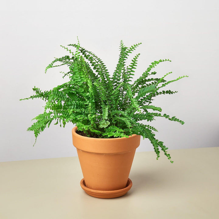 Pre-Potted Ferns Gift Arrangement - Casey & Company