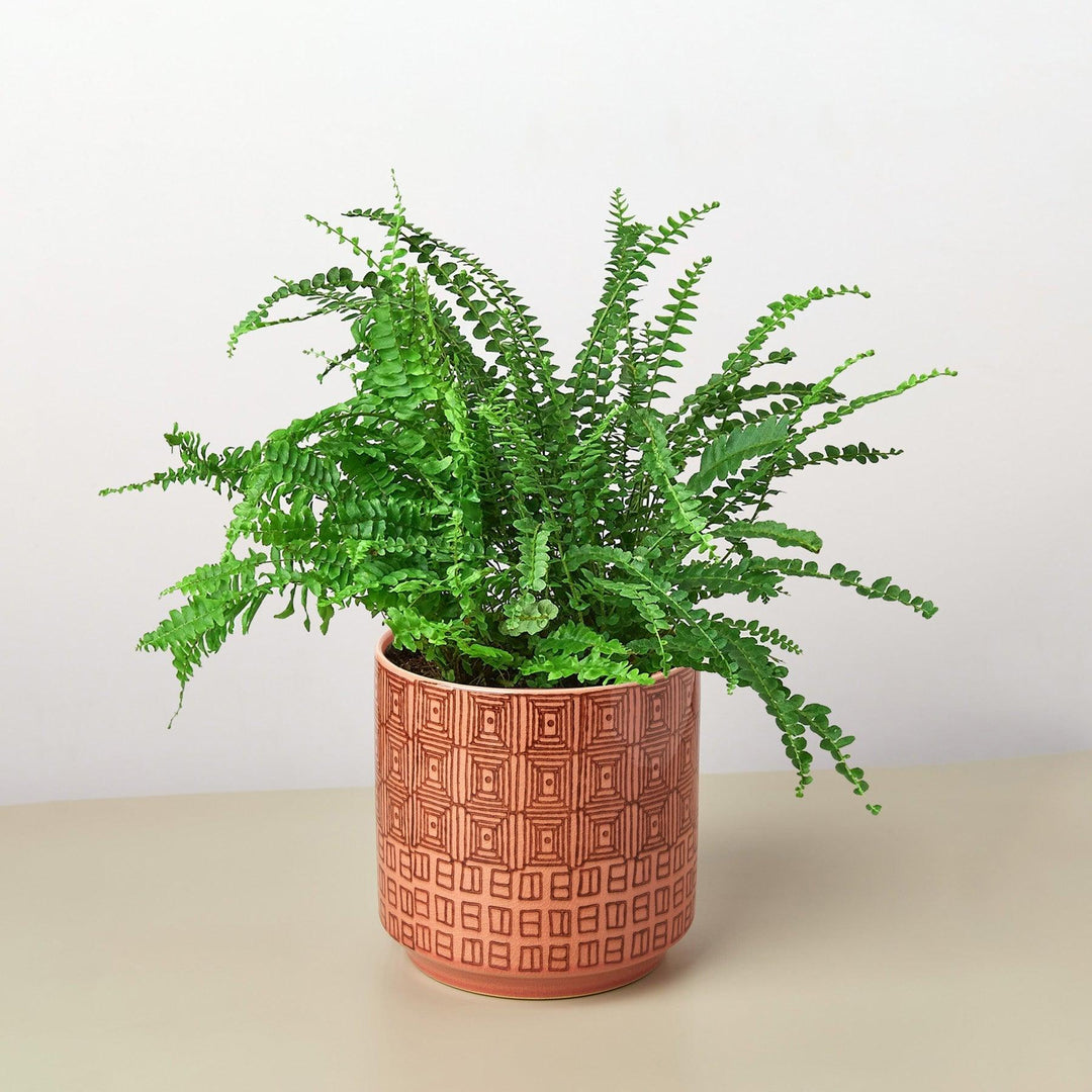 Pre-Potted Ferns Gift Arrangement - Casey & Company