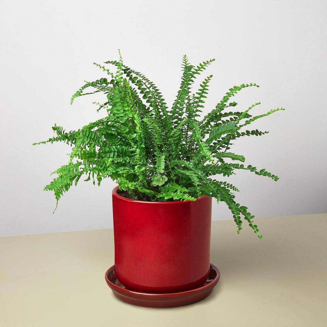 Pre-Potted Ferns Gift Arrangement - Casey & Company