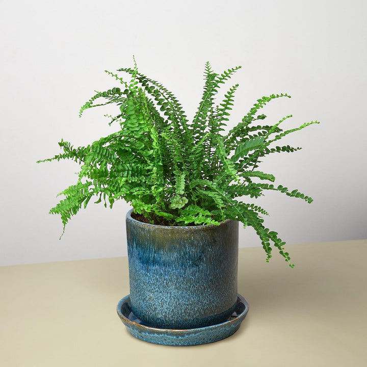 Pre-Potted Ferns Gift Arrangement - Casey & Company