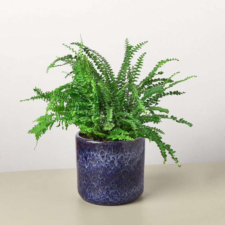 Pre-Potted Ferns Gift Arrangement - Casey & Company