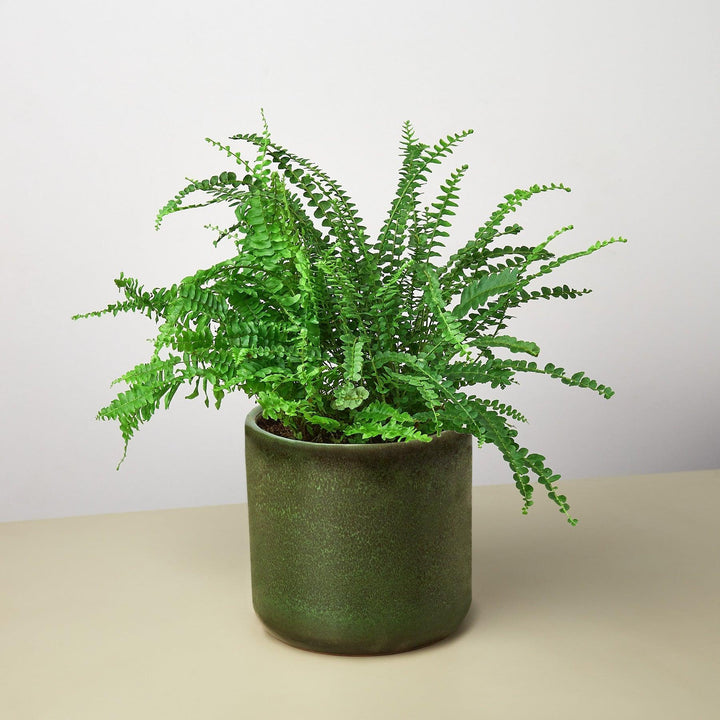 Pre-Potted Ferns Gift Arrangement - Casey & Company