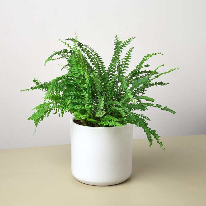 Pre-Potted Ferns Gift Arrangement - Casey & Company