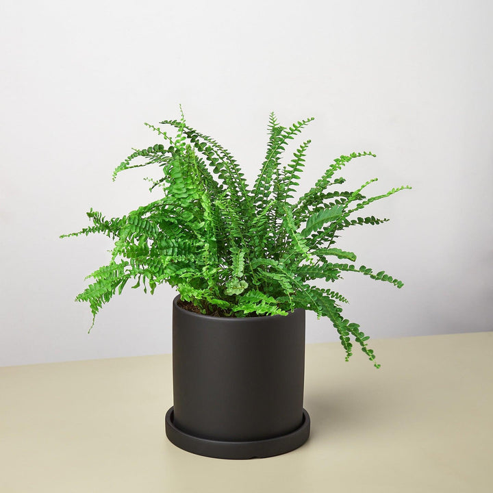 Pre-Potted Ferns Gift Arrangement - Casey & Company