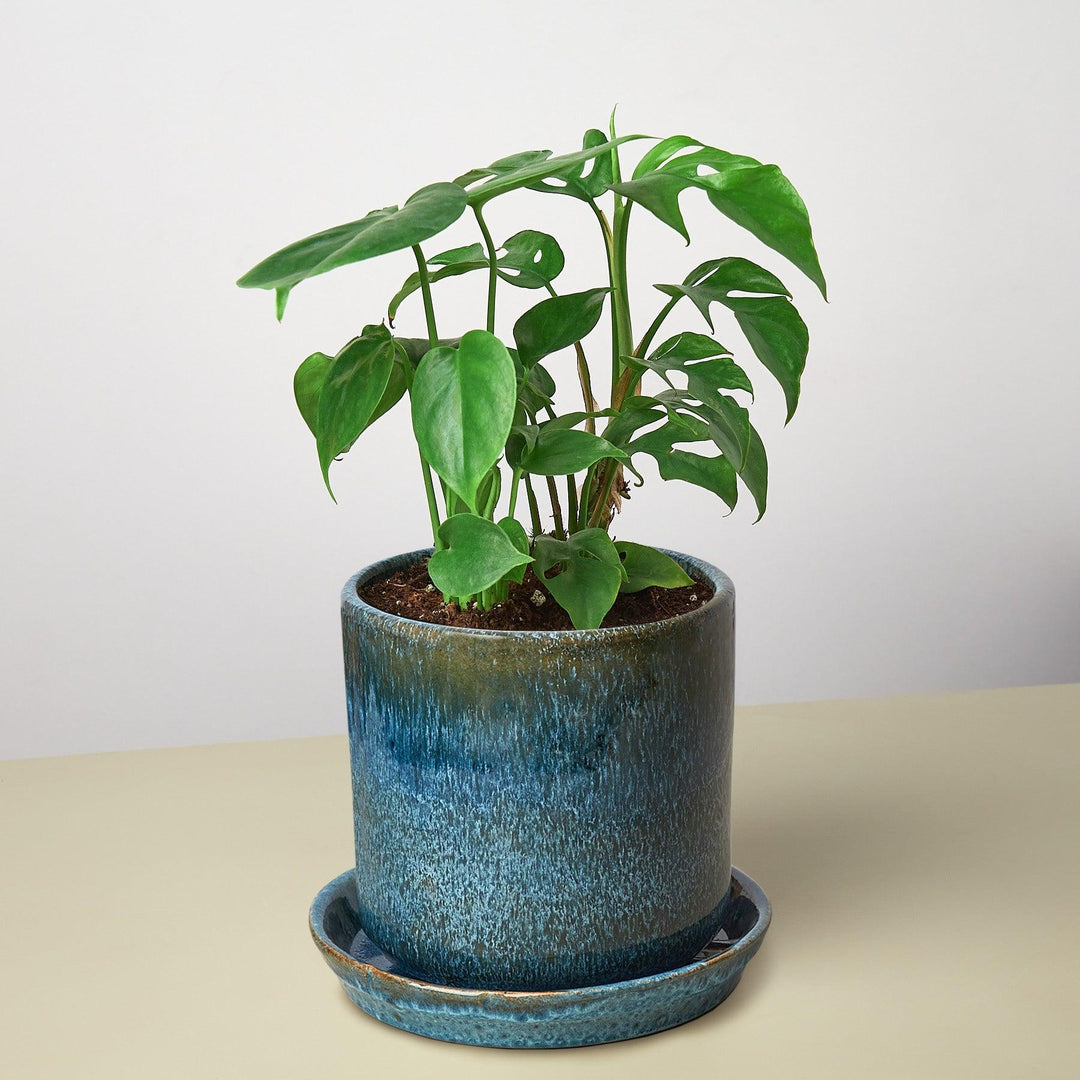 buy pre potted plants Pre-Potted Monstera Gift Arrangement – Casey & Company