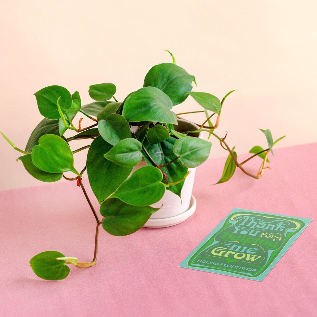 philodendron terracotta Pre-Potted Philodendron Cordatum Heartleaf
