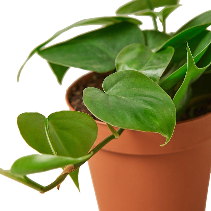 Pre-Potted Philodendron Cordatum Heartleaf - White Terra Cotta - Casey & Company