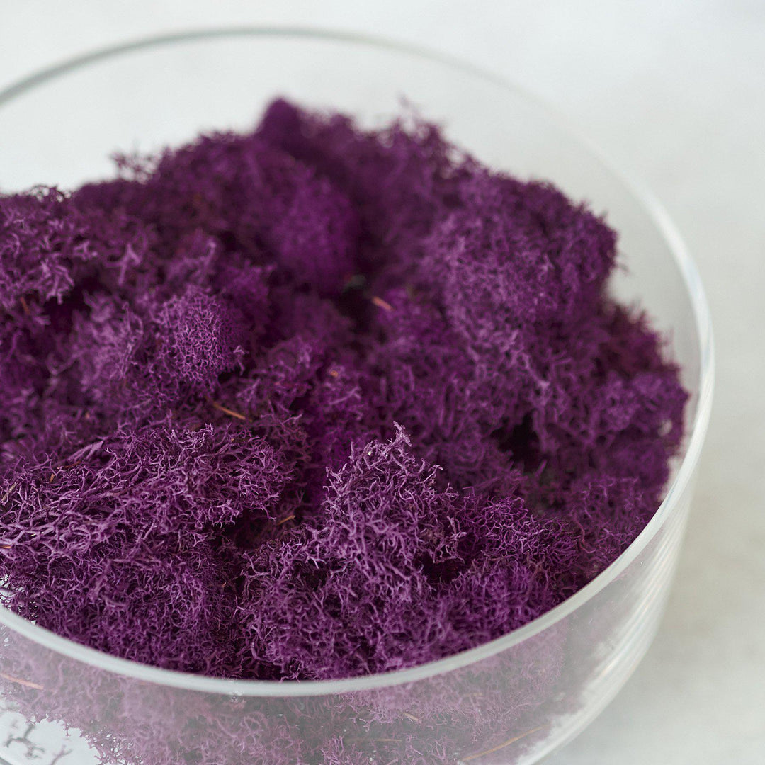 Preserved Reindeer Moss - Fuchsia - 6 oz - Casey & Company