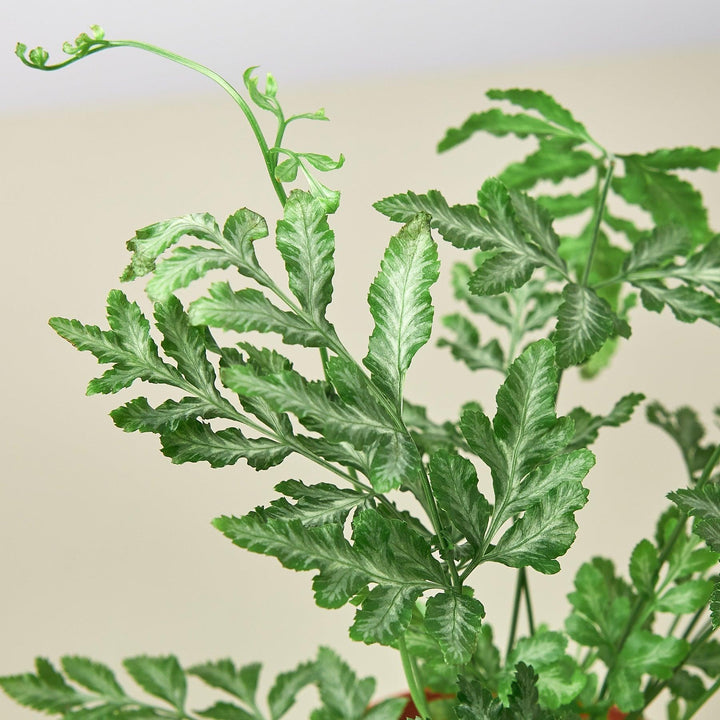 Pteris Ensiformis 'Silver Lace' - Casey & Company