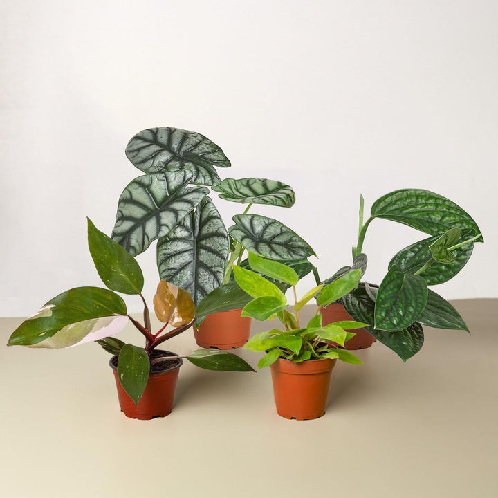 Rare Plant Bundle - Casey & Company