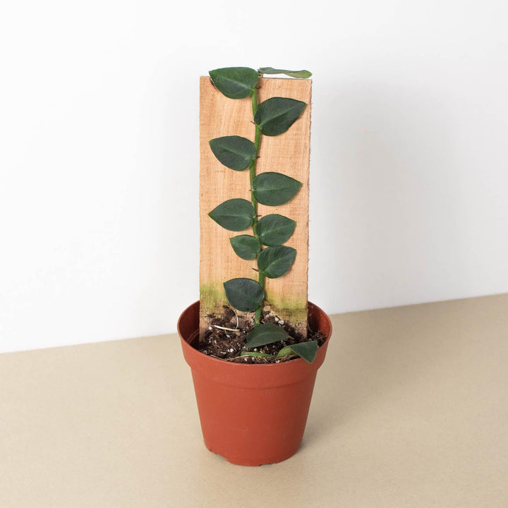 Rhaphidophora 'Hayi' (Shingle Plant) - Casey & Company