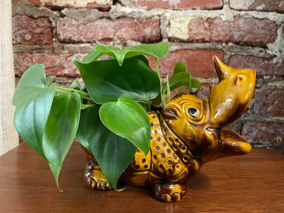 Rhino Planter with philodendron green - Casey & Company