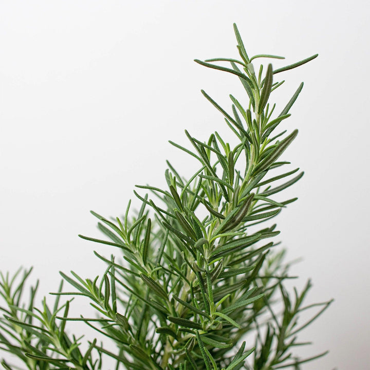 Rosemary Herb 'Tuscan Blue' - 4" Pot - Casey & Company