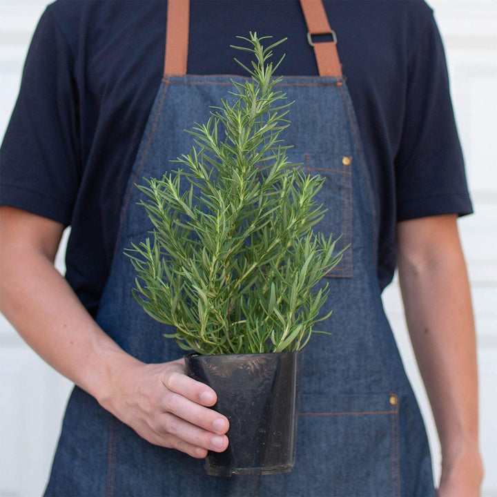 Rosemary Herb 'Tuscan Blue' - 4" Pot - Casey & Company