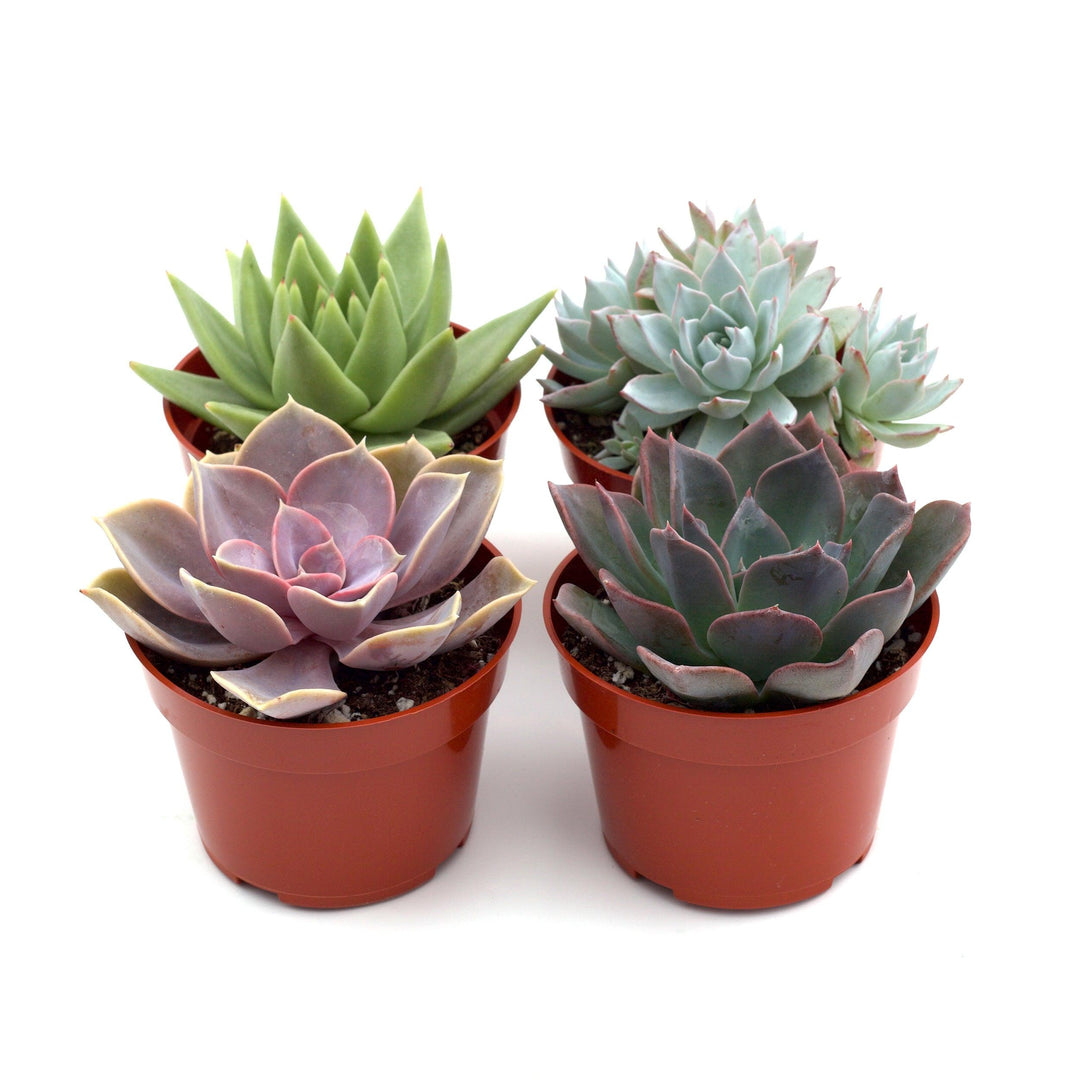 $1 succulents near me Rosette Succulent Variety Packs – Casey & Company
