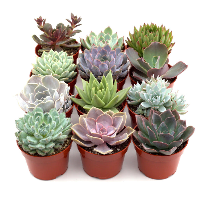 Rosette Succulent Variety Packs - Casey & Company