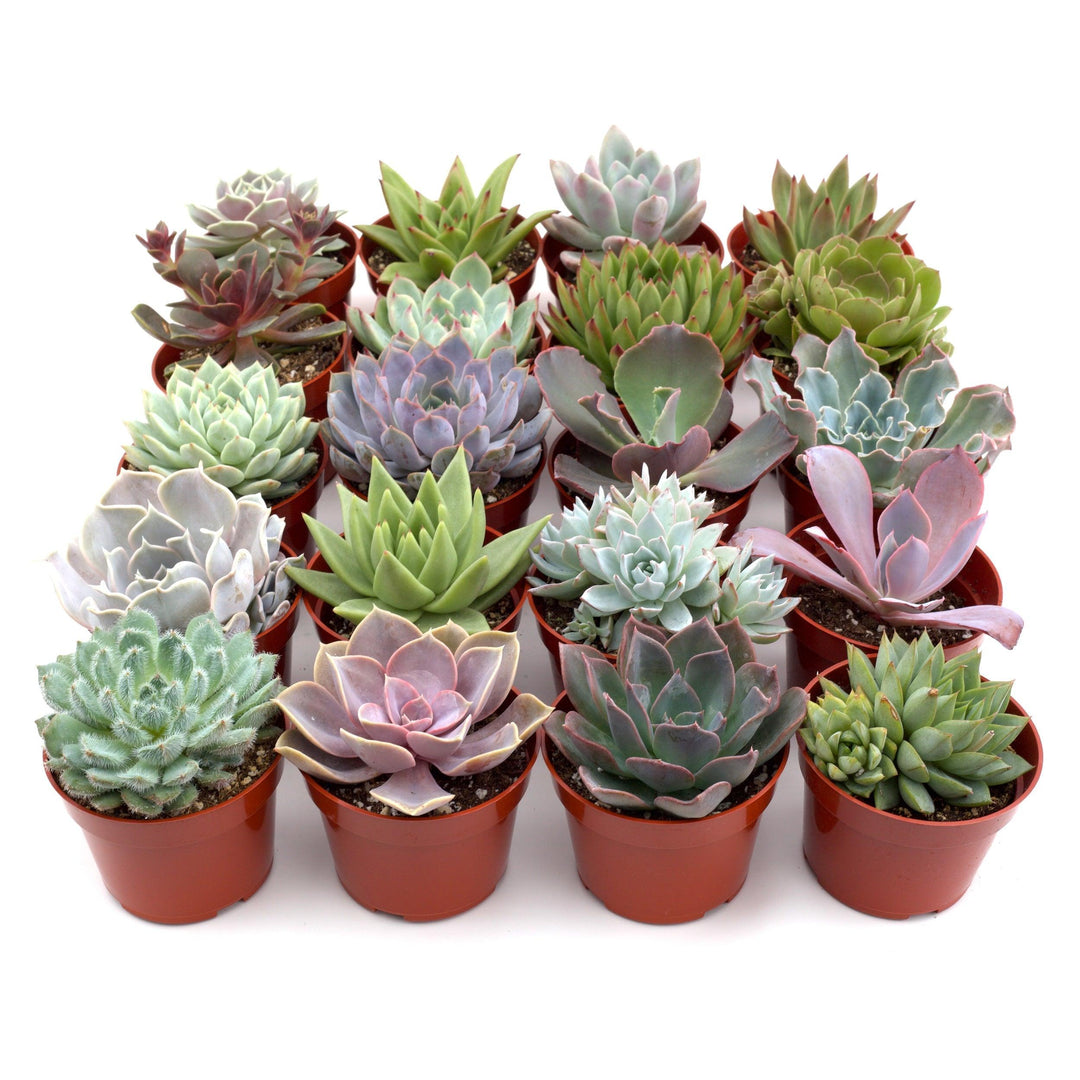 Rosette Succulent Variety Packs - Casey & Company