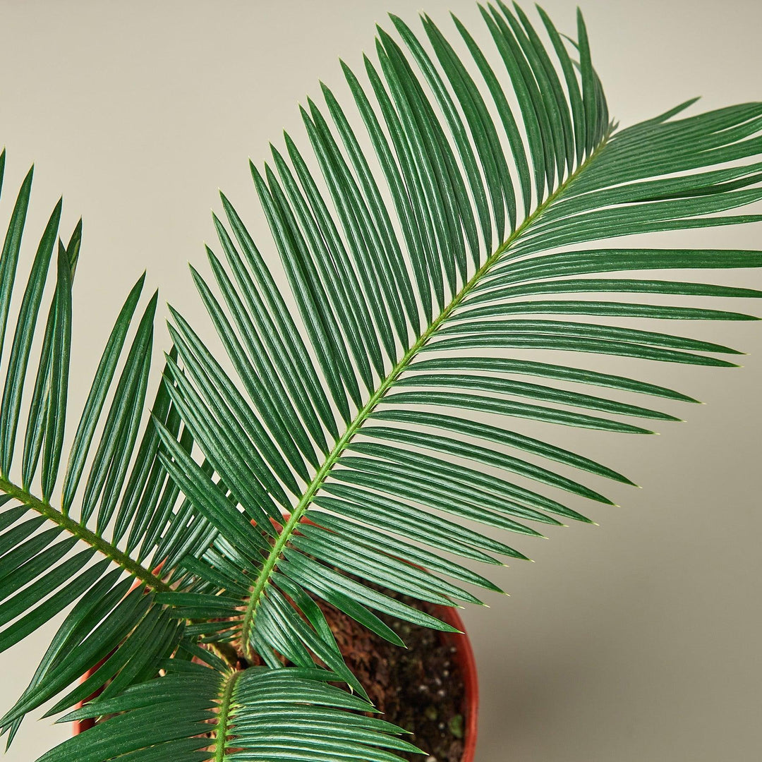 Sago Palm - Casey & Company