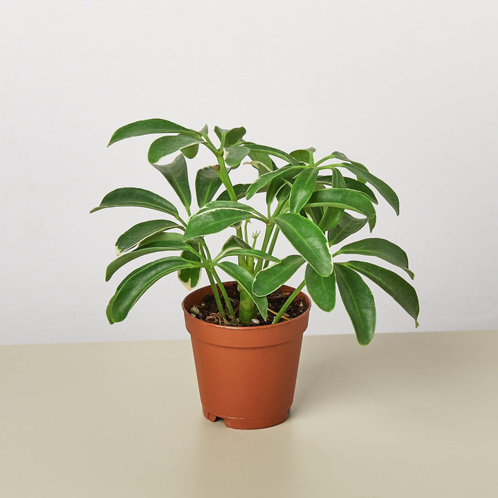 Schefflera Arboricola - Casey & Company