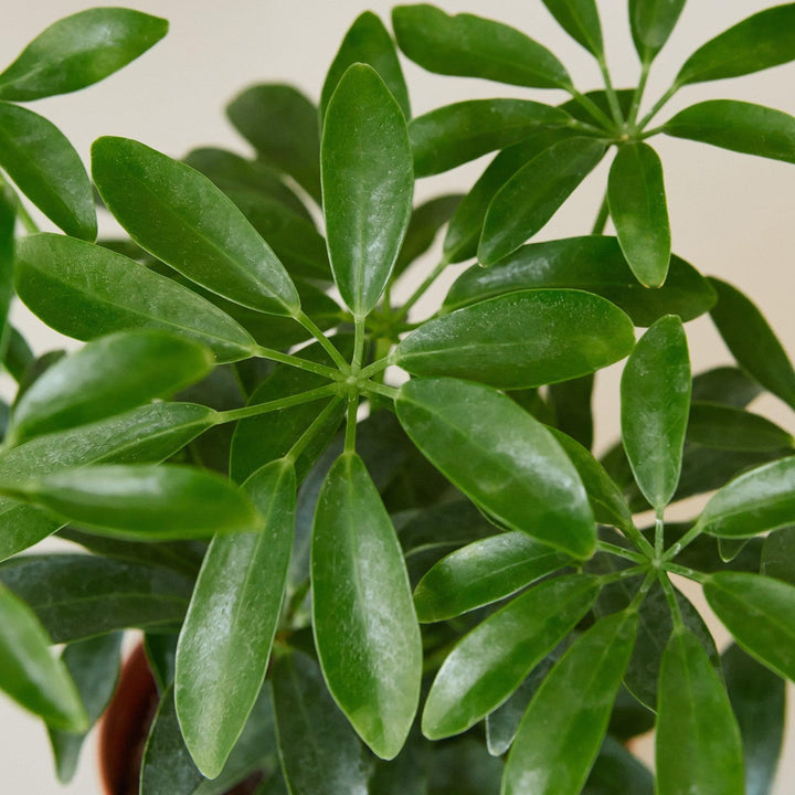 Schefflera Arboricola - Casey & Company