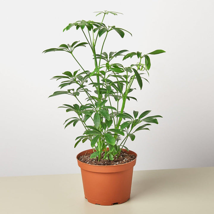 Schefflera Arboricola - Casey & Company