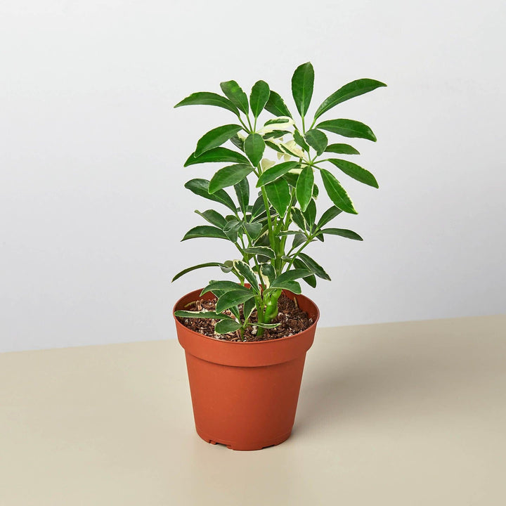 Schefflera 'Moonlight' - Casey & Company