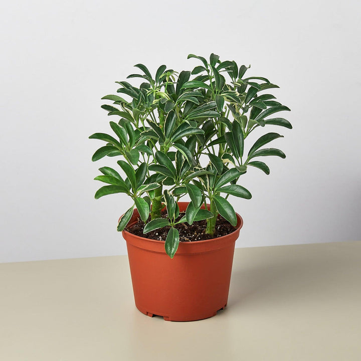 Schefflera 'Moonlight' - Casey & Company