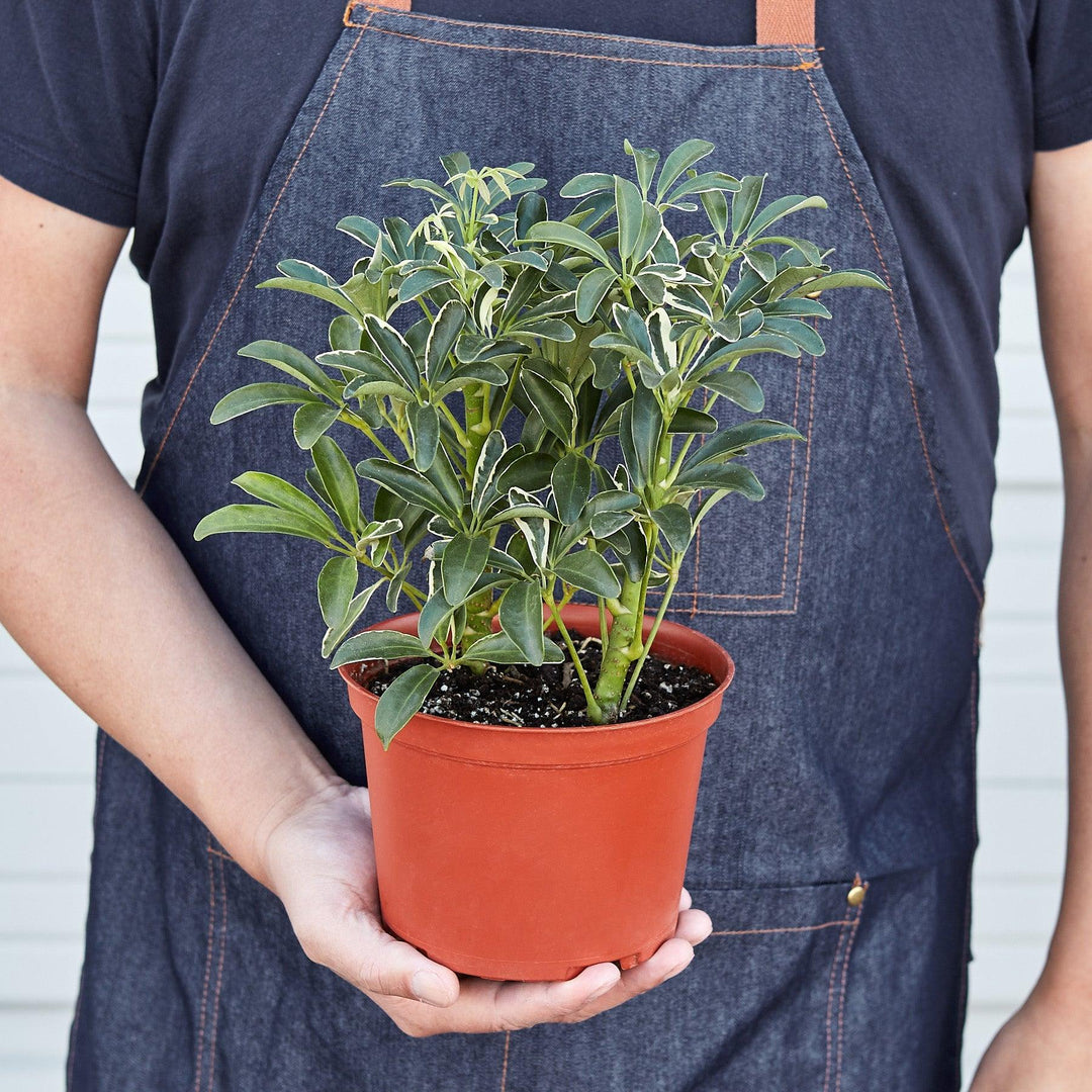 Schefflera 'Moonlight' - Casey & Company