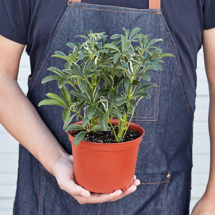 Schefflera 'Moonlight' - Casey & Company