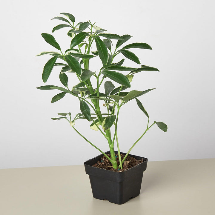 Schefflera 'Moonlight' - Casey & Company