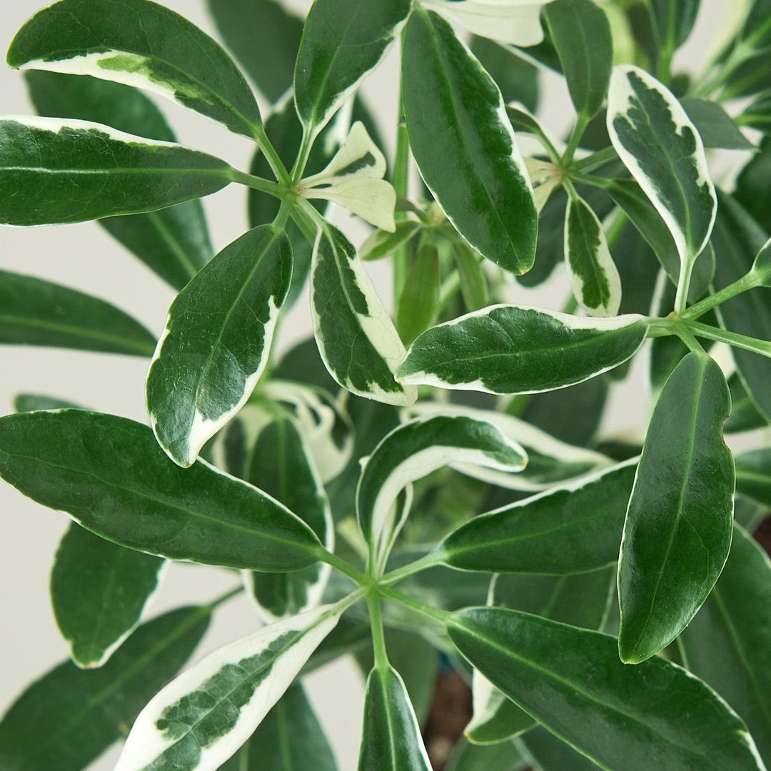 Schefflera 'Moonlight' - Casey & Company